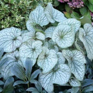 BRUNNERA MACROPHYLLA SILVER FROST seed image