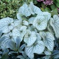 BRUNNERA MACROPHYLLA SILVER FROST seed image