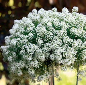 LOBULARIA MARITIMA SNOW DRIFT seed image
