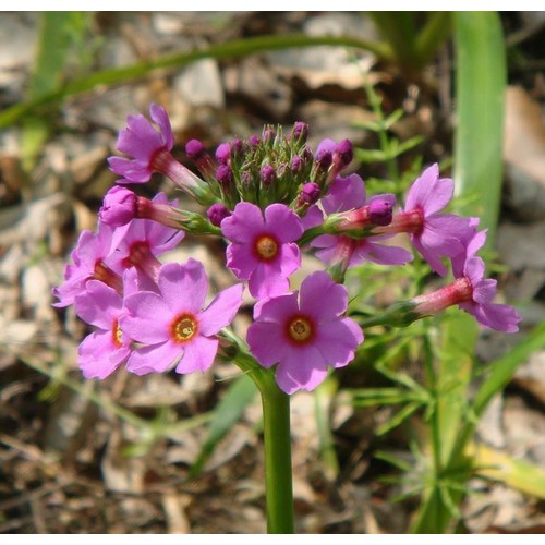 PRIMULA STENODONTA seed image