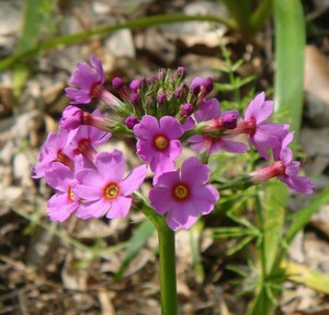PRIMULA STENODONTA seed image