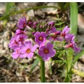 PRIMULA STENODONTA seed image