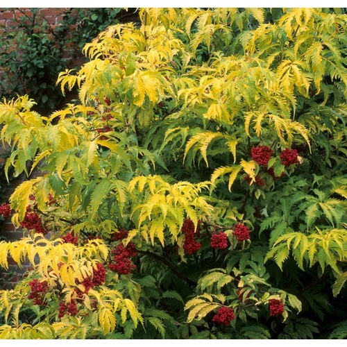 SAMBUCUS RACEMOSA SUTHERLAND GOLD seed image
