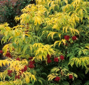 SAMBUCUS RACEMOSA SUTHERLAND GOLD seed image