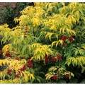 SAMBUCUS RACEMOSA SUTHERLAND GOLD seed image