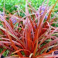 UNCINIA RUBRA EVERFLAME seed image