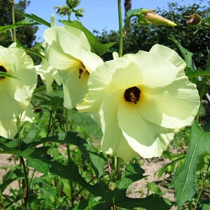 ABELMOSCHUS MANIHOT seed image