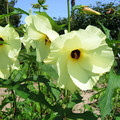 ABELMOSCHUS MANIHOT seed image