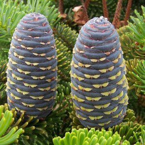 ABIES KOREANA seed image