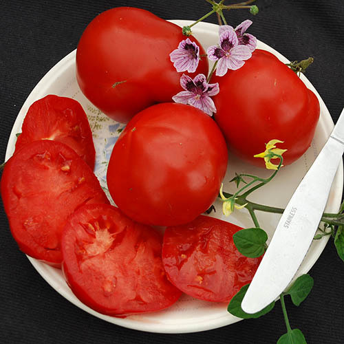 TOMATO ABRAHAM LINCOLN seed image