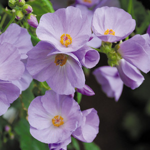 ABUTILON X SUNTENSE seed image