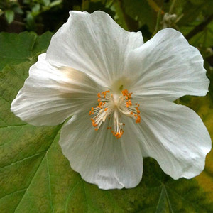 ABUTILON VITIFOLIUM ALBUM seed image
