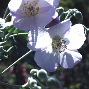 ABUTILON VITIFOLIUM 'CHALK BLUES' seed image