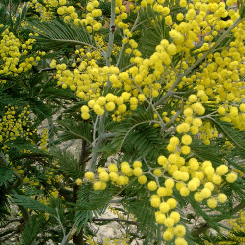 Acacia Dealbata Seeds Silver Wattle Blue Wattle Mimosa Plant World Seeds
