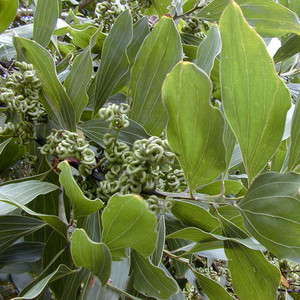 ACACIA MANGIUM seed image