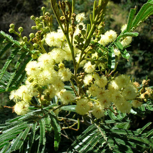 ACACIA MEARNSII seed image