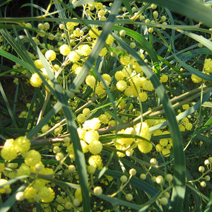 N.L chrestensen calabacines Bianca di Trieste italiano variedad semillas de semillas