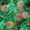 ACAENA 'FUZZY HEADS' seed image