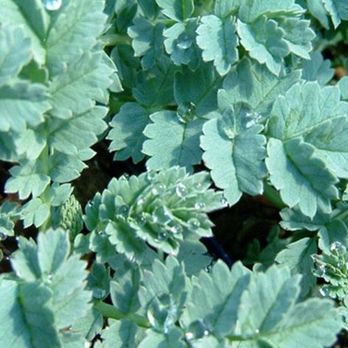 ACAENA SACCATICUPULA 'BLUE HAZE' seed image