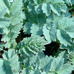 ACAENA SACCATICUPULA 'BLUE HAZE' seed image