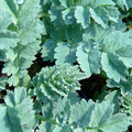 ACAENA SACCATICUPULA 'BLUE HAZE' seed image