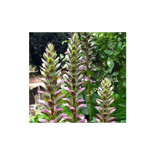 ACANTHUS MOLLIS seed image