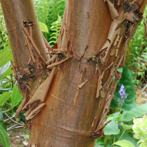 ACER GRISEUM (PAPER-BARK MAPLE) seed image