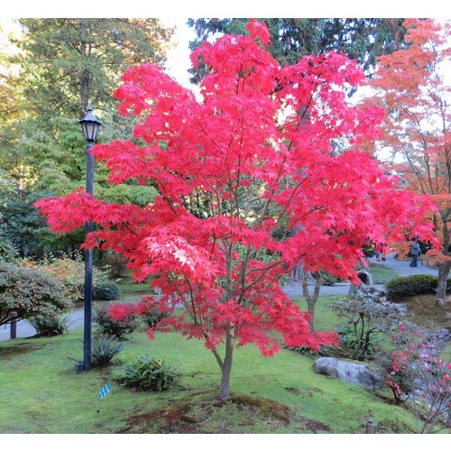 ACER PALMATUM 'OSAKAZUKI' SEEDS (Japanese maple shrub ...