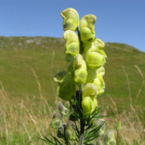 ACONITUM ANTHORA  seed image