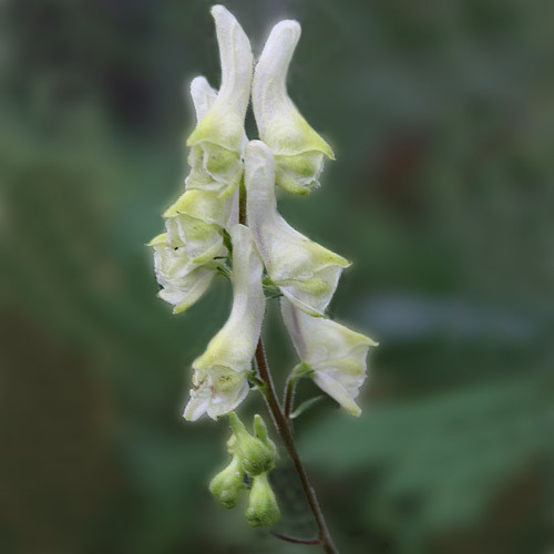 ACONITUM KRYLOWII seed image