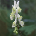 ACONITUM KRYLOWII seed image