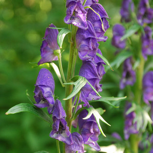 ACONITUM NAPELLUS TAURICUM seed image