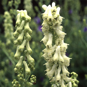 ACONITUM VULPARIA seed image
