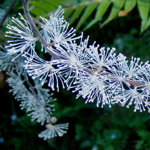 ACTAEA ELATA seed image
