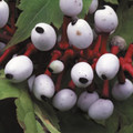ACTAEA PACHYPODA ALBA seed image