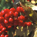 ACTAEA RUBRA seed image