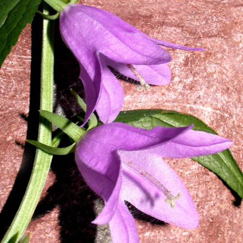ADENOPHORA LILIIFOLIA seed image