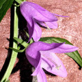ADENOPHORA LILIIFOLIA seed image