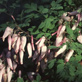 ADLUMIA FUNGOSA seed image