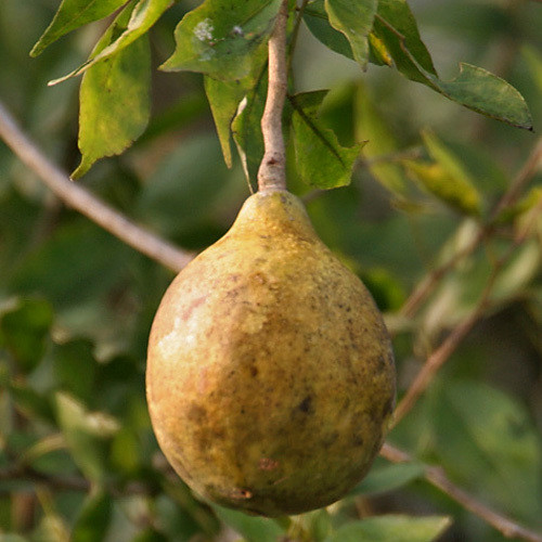 Golden Apple Bengal Quince Bael Seeds 100 Aegle Marmelos Seeds Stone Apple 