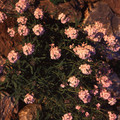 AETHIONEMA GRANDIFLORUM seed image