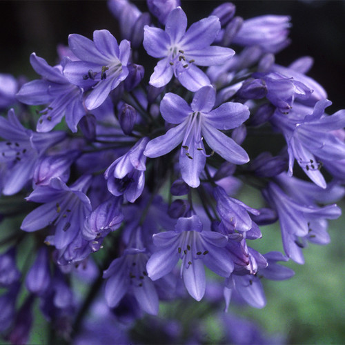 AGAPANTHUS 'HEADBOURNE HYBRIDS' seed image