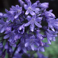 AGAPANTHUS 'HEADBOURNE HYBRIDS' seed image