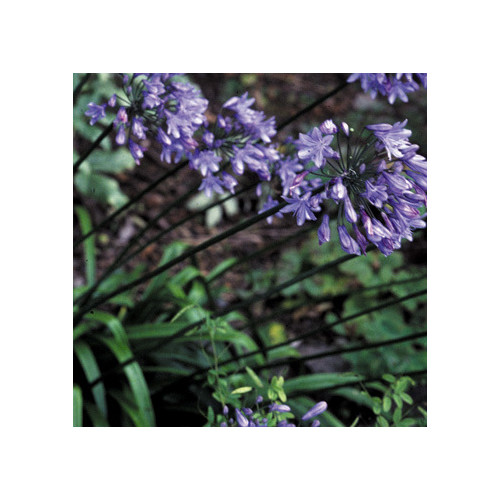 AGAPANTHUS LILLIPUT seed image