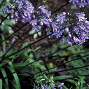 AGAPANTHUS LILLIPUT seed image