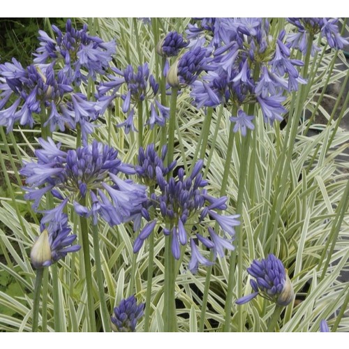 AGAPANTHUS 'SILVER MOON' seed image