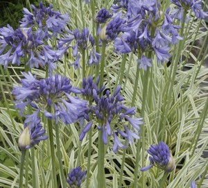 AGAPANTHUS 'SILVER MOON' seed image