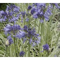 AGAPANTHUS 'SILVER MOON' seed image