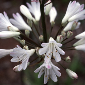Johnsons World Botanics Flower 20 Seeds Agapanthus Headbourne Hybrids 