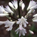AGAPANTHUS AFRICANUS 'SNOWBALL' seed image